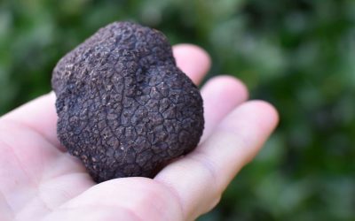 Projet Truffière et bois Secteur – Verteillac