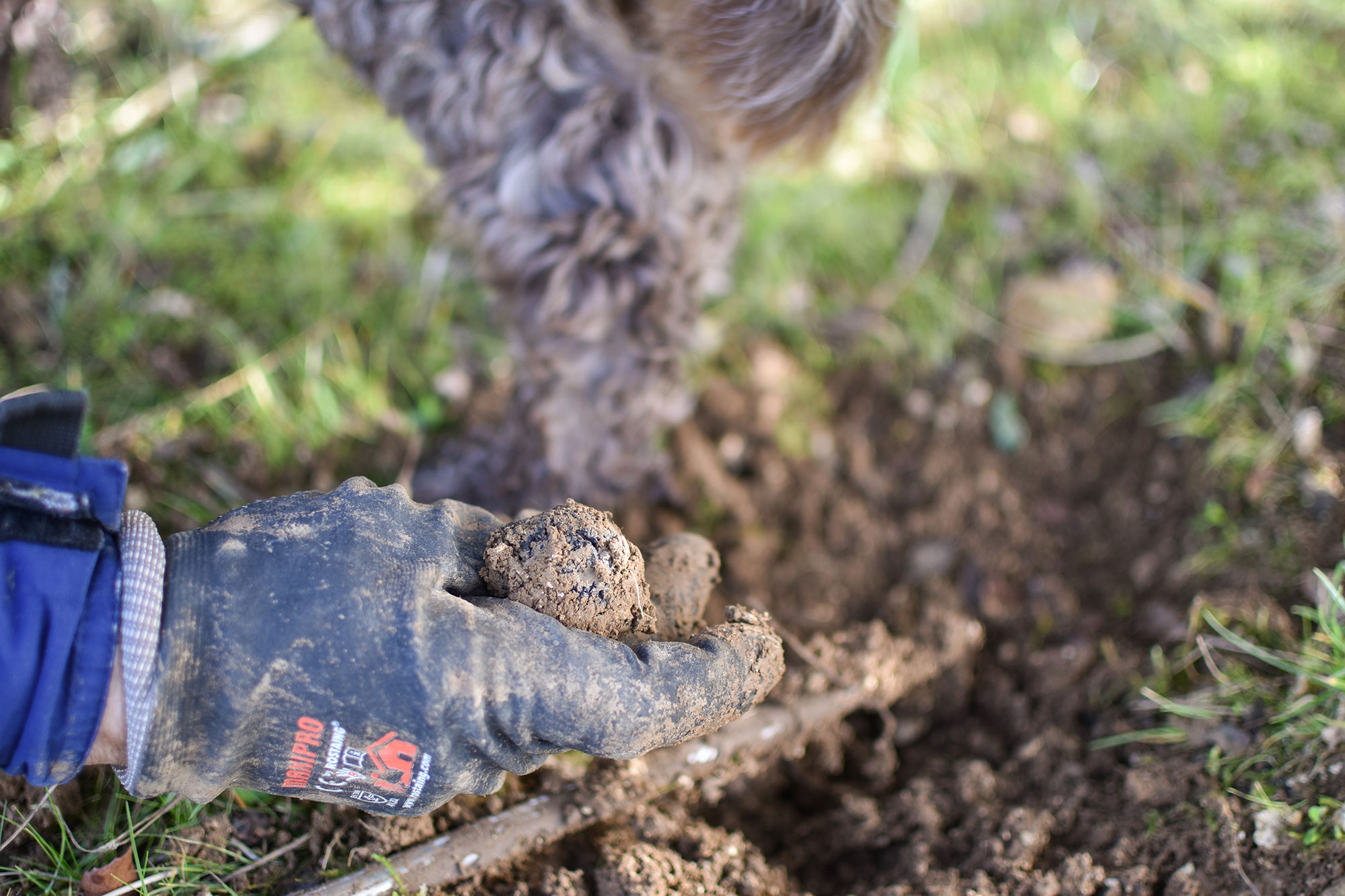 Cavage-découverte-d_une-truffe-2000-1333-px