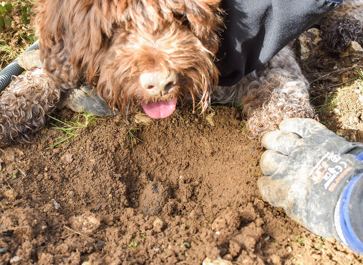 Chien et truffe
