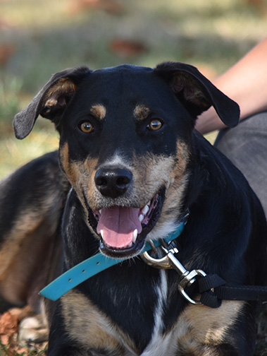 Formatiion-Dressage-du-chien