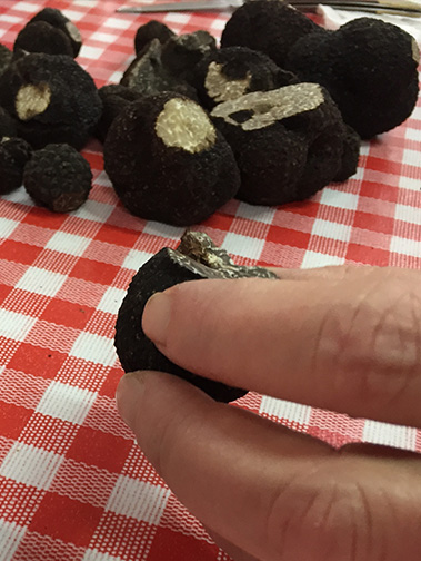 Formation-Identification-des-truffes