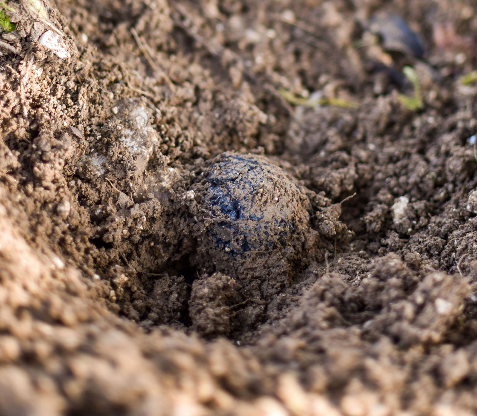 La-truffe-un-champignon-pas-comme-les-autres-2000-1333