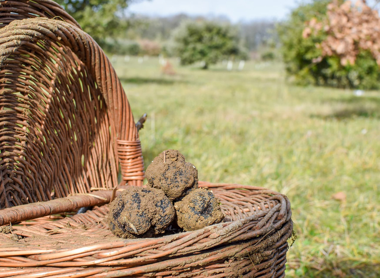 Pannier de truffes