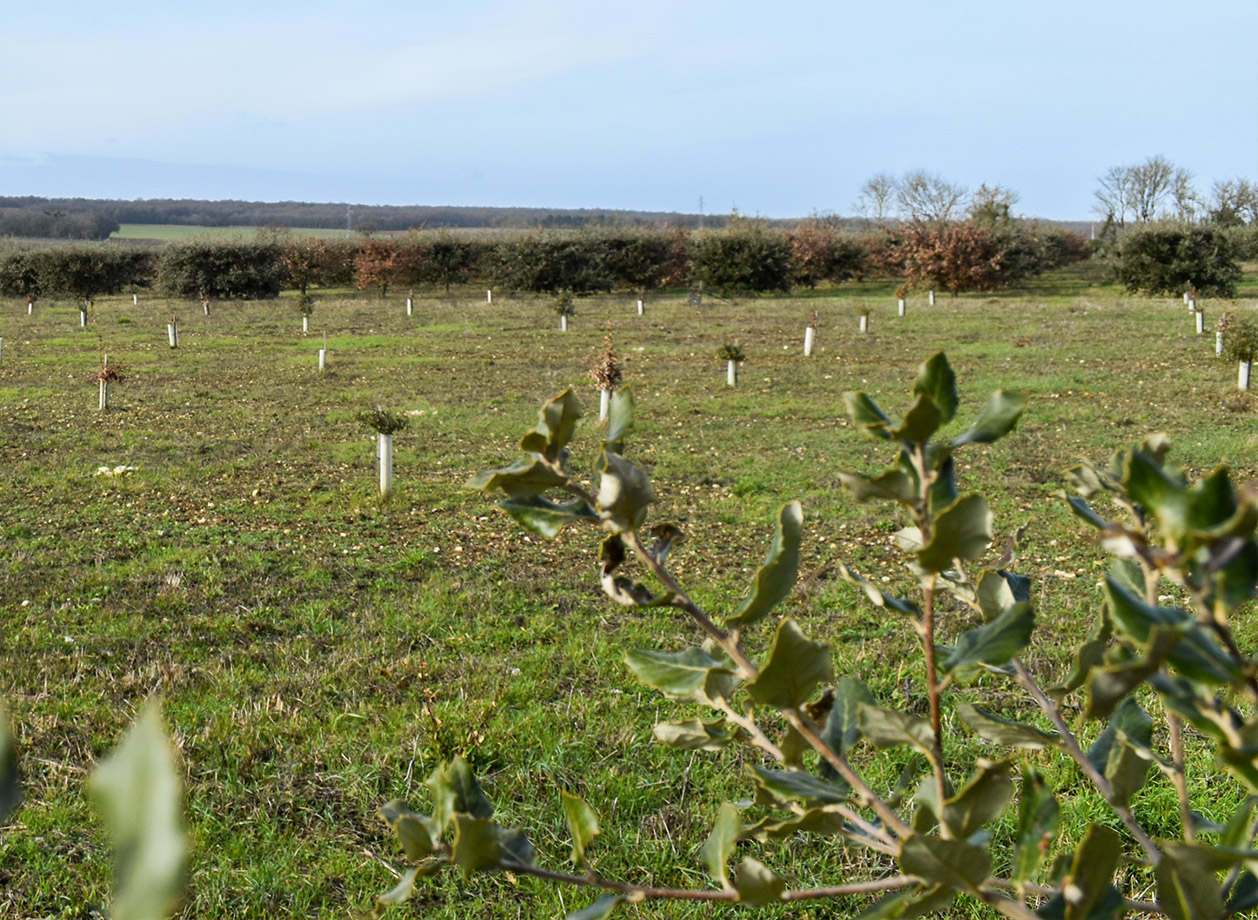 Truffière plantation