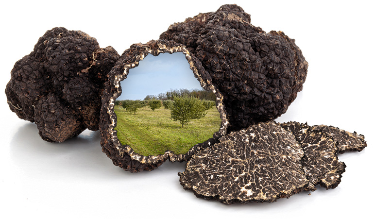 Une-truffière-dans-une-truffe-en-Charente