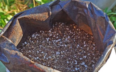 Conseils pour la plantation et l’entretien des plants truffiers mycorhizés