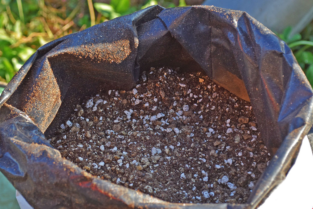 Conseils pour la plantation et l’entretien des plants truffiers mycorhizés