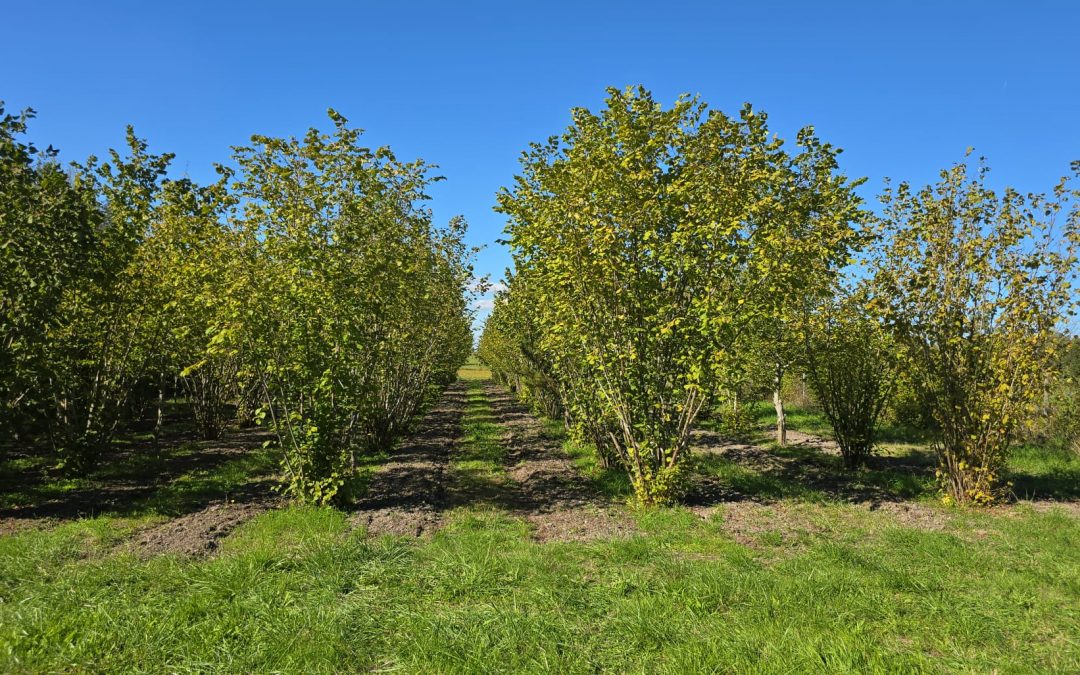 Travail du sol des truffières à Tuber aestivum