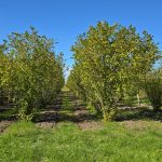 Travail du sol des truffières à Tuber aestivum