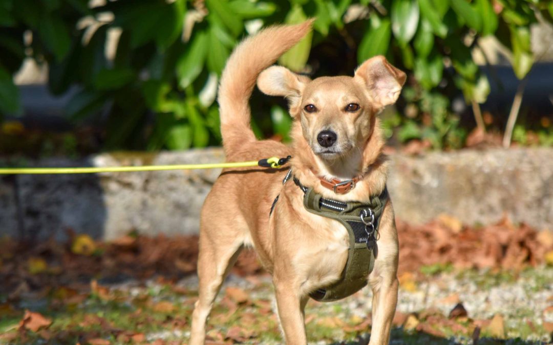 Formation Chien truffier – Première journée