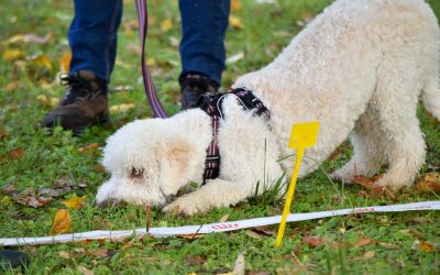 Formation Chien truffier – Deuxième journée