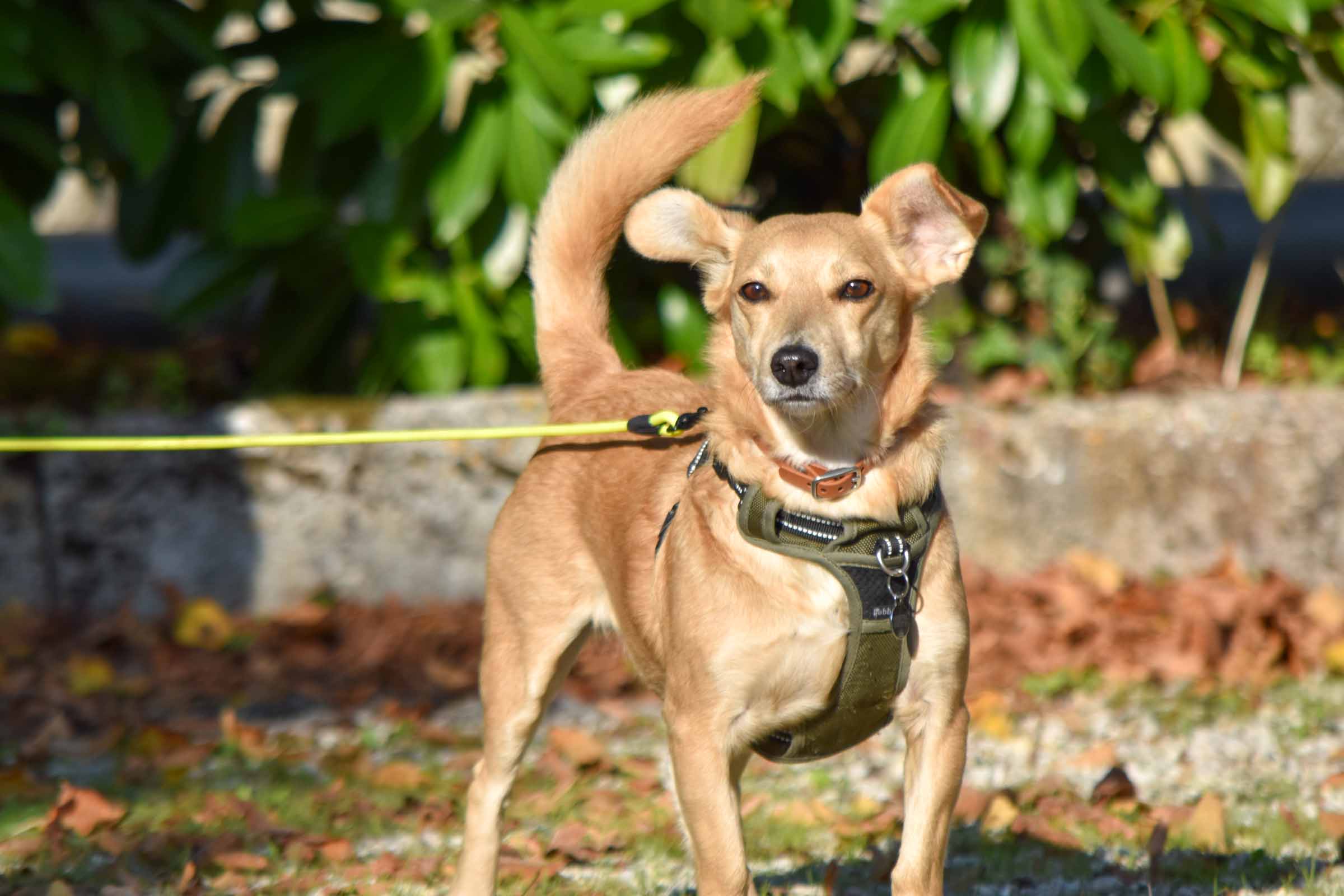 Formation Chien truffier – Première journée