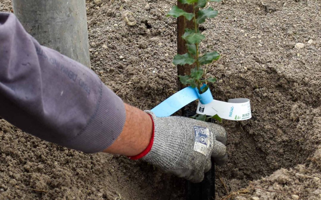 Formation Implantation d’une truffière