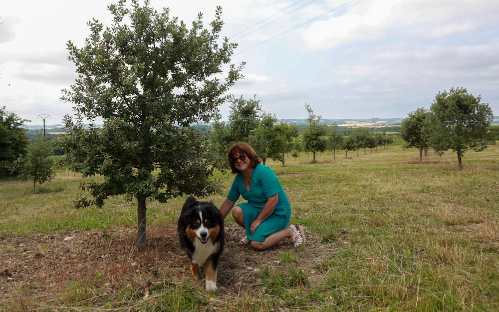 Charente : la truffe en alternative au cognac pour les viticulteurs en crise ?