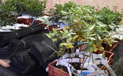 Commandes groupées de plants truffiers – Livraison de novembre 2025