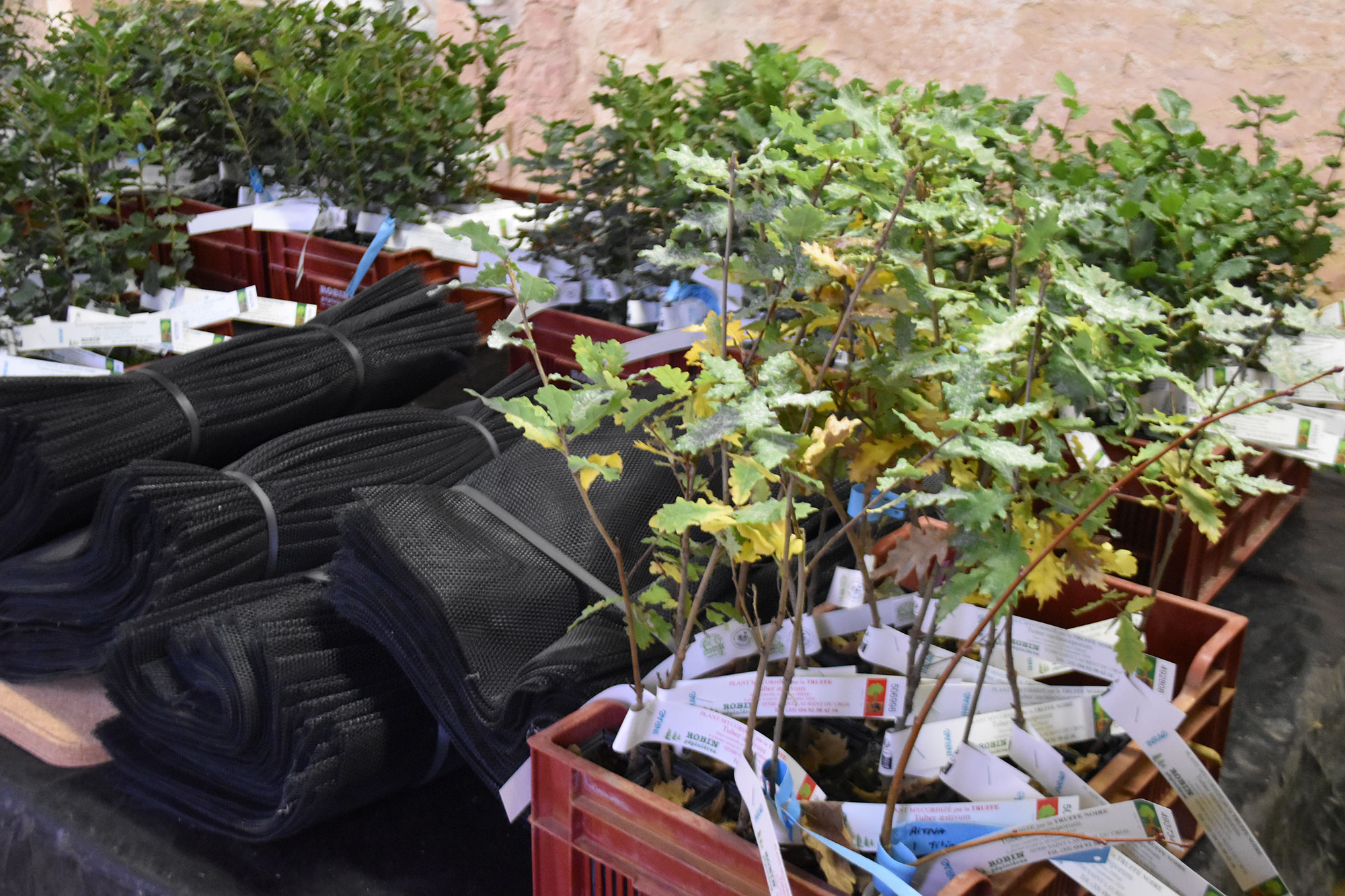 Commandes groupées de plants truffiers – Livraison de novembre 2025