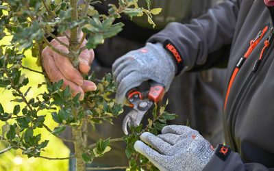 Formation : Taille et gestion de l’écosystème truffier