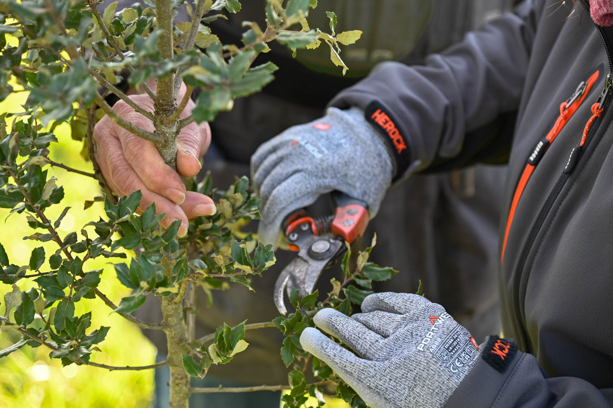 Formation : Taille et gestion de l’écosystème truffier